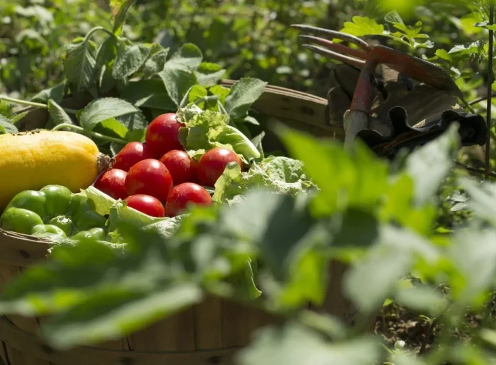 Kontinentalni Vrt - Kalendar Sadnje Povrća