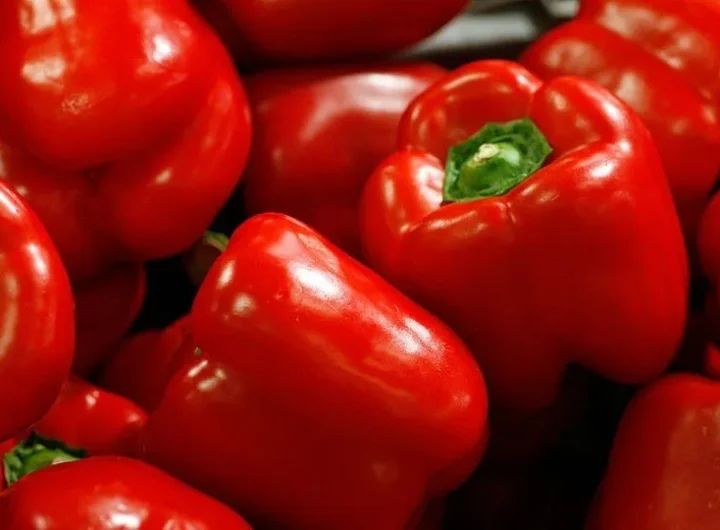 Sadnja Paprika u Vrtu