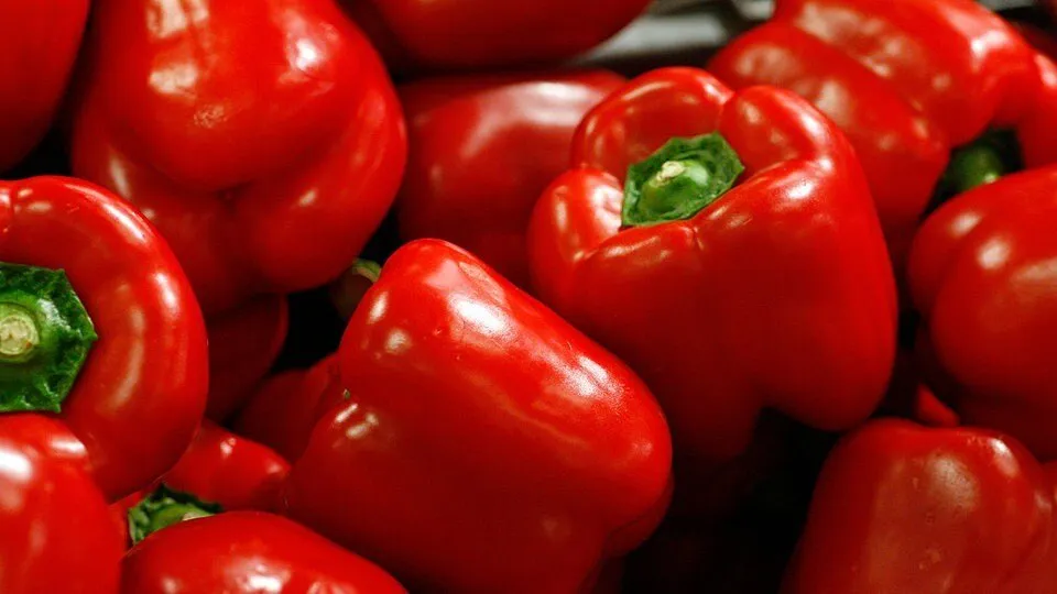 Sadnja Paprika u Vrtu