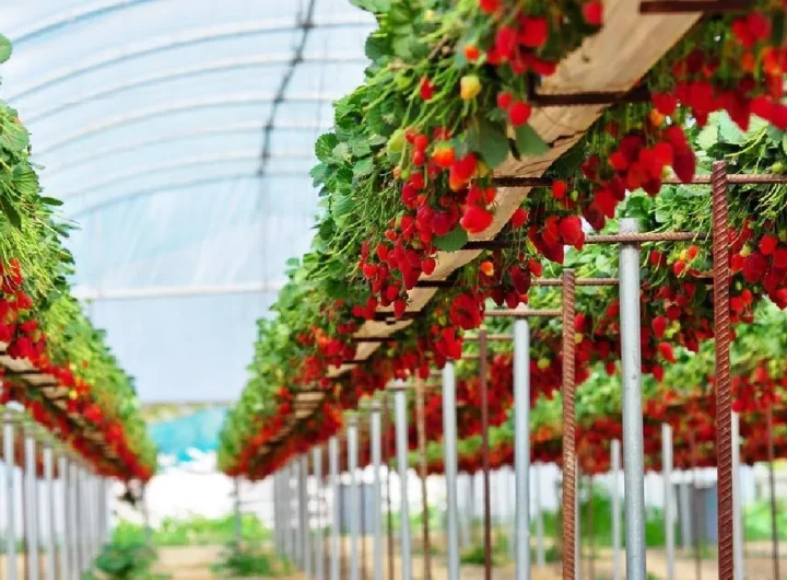 Inovativne Tehnologije za Održivi Uzgoj Voća