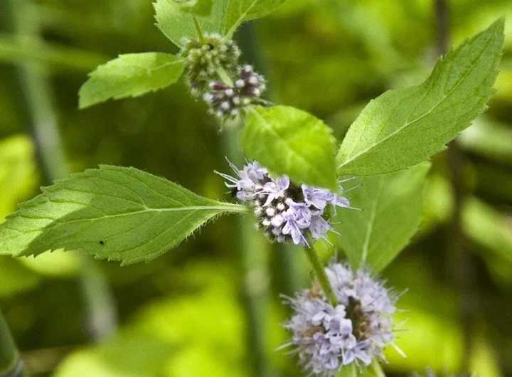 Otkrivanje Tajni Divlje Metvice