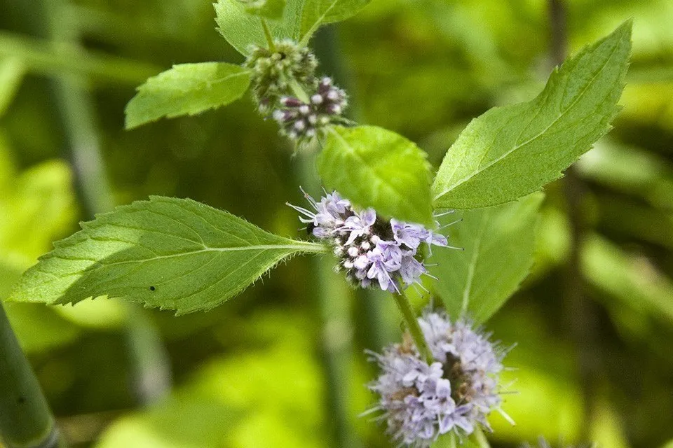 Otkrivanje Tajni Divlje Metvice