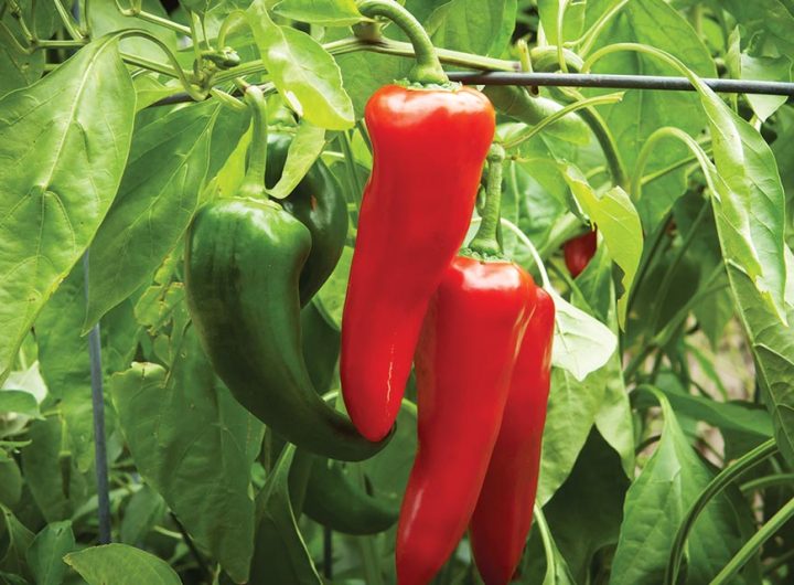 Numex Big Jim Najveći Čili na Svijetu