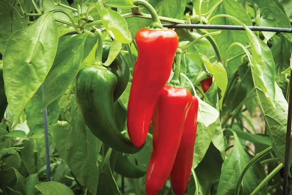 Numex Big Jim Najveći Čili na Svijetu