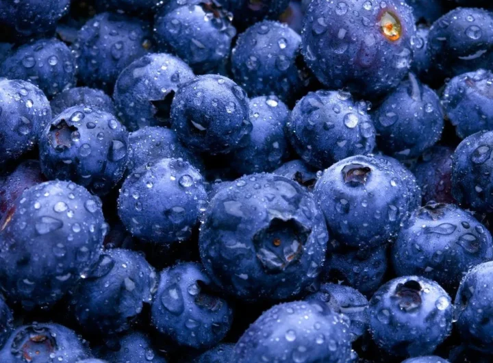 Sorte, Sadnja i Uzgoj Borovnica u Hrvatskoj