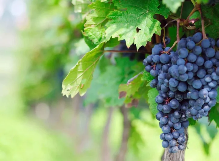 Vinova Loza i Grožđe: Sorte, Uzgoj i Sve što Trebate Znati