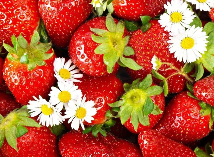 Jagode – Sorte i Uzgoj u Hrvatskoj