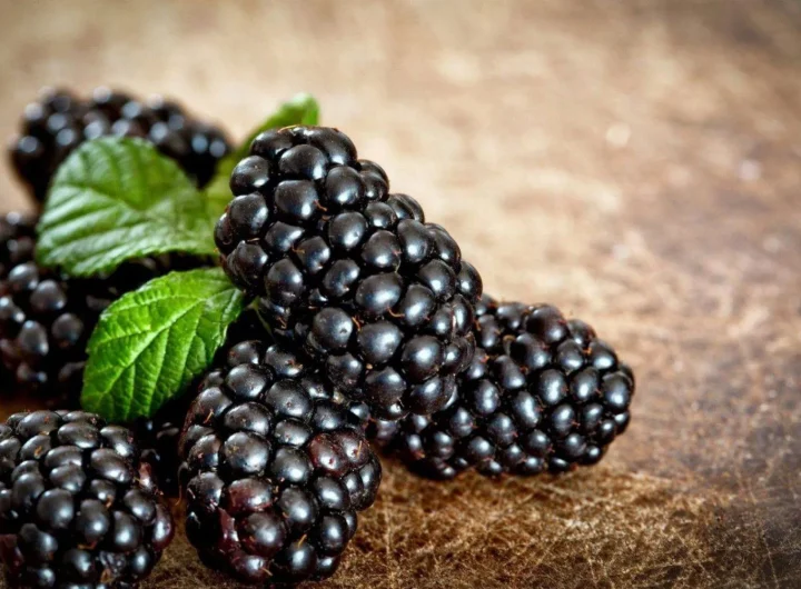 Kupine – Sorte, Uzgoj i Savjeti za Uspješan Nasad u Hrvatskoj