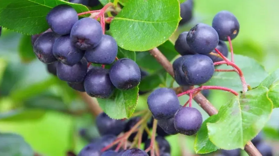 Sorte i Uzgoj Supervoća Aronija