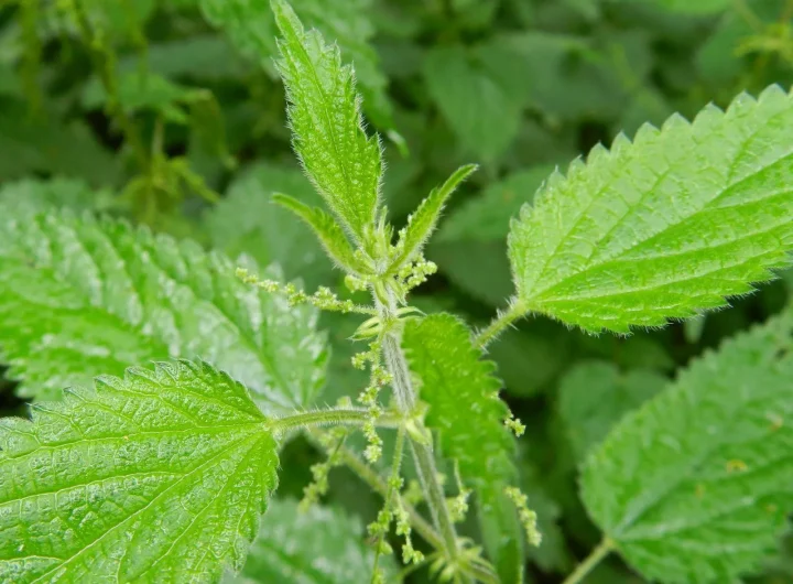 Ljekovita Svojstva Koprive i Prehrana