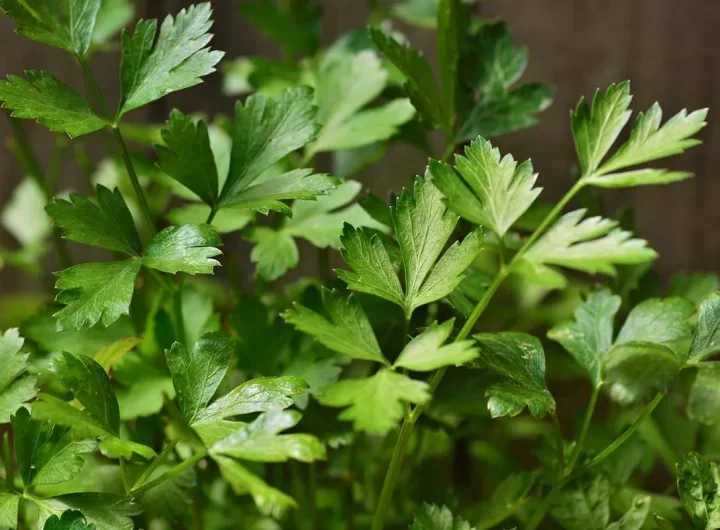 Peršin, Celer i Ljupčac u Vrtu ili na Balkonu