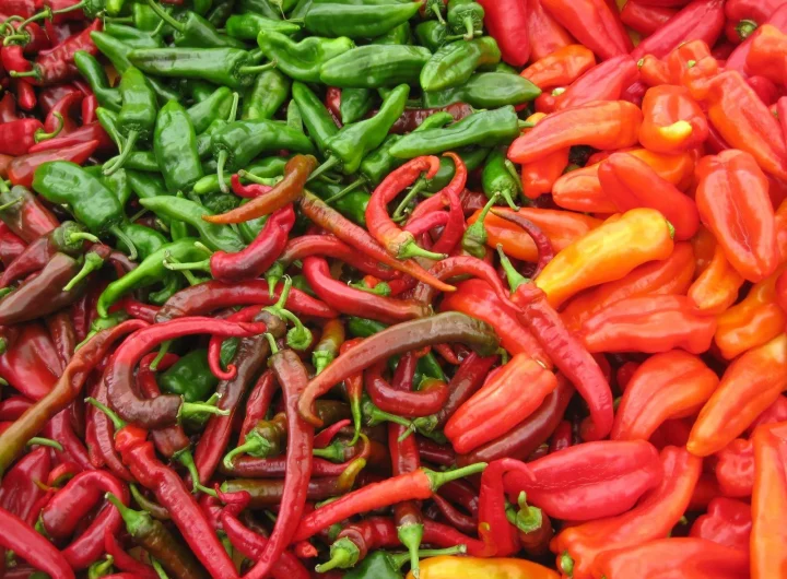 Feferoni: Uzgoj i Sorte