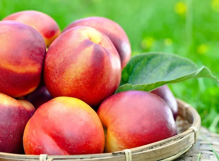 Nektarine, Sorte i Uzgoj