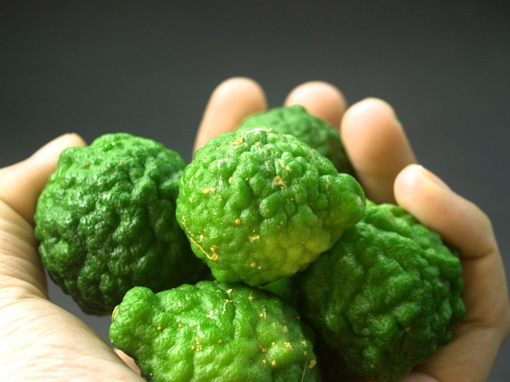 Citrus Bergamot, Uzgoj i Zdravlje