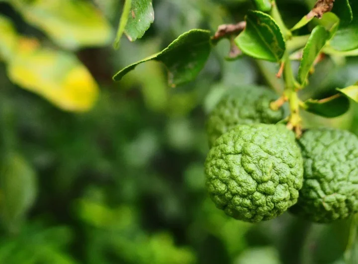 Čudo iz prirode: Kako Uzgoj Citrus Bergamota Može Transformirati Vaše Zdravlje!