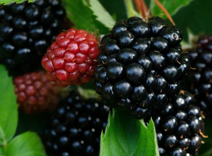 Kupine, Sorte i Uzgoj