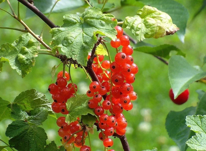 Ribizl, Sorte i Uzgoj