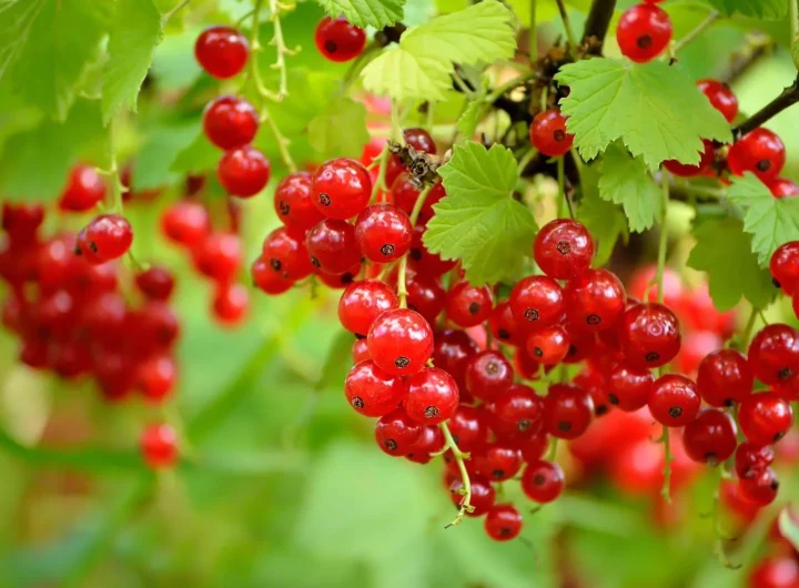 Sorte i Uzgoj Ribizla