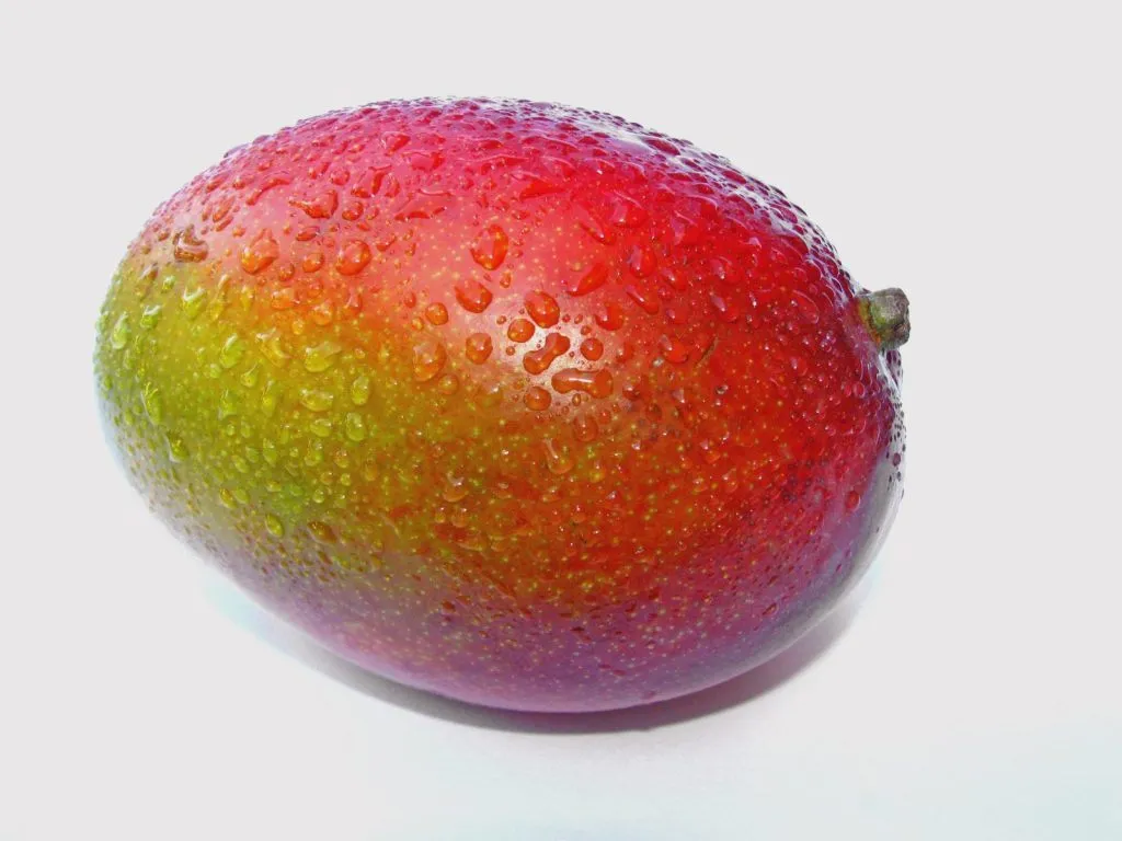 Mango, Sorte i Uzgoj