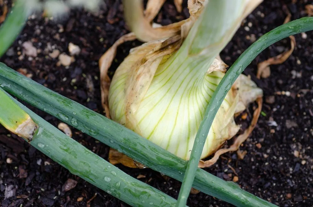 Najbolje Povrće za Polusjenu u Mediteranskoj Klimi – Vodič za Uspješan Vrt