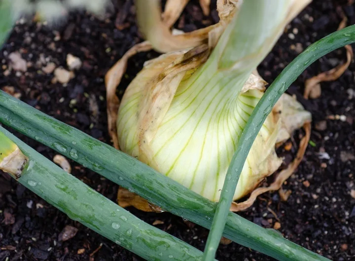 Najbolje Povrće za Polusjenu u Mediteranskoj Klimi – Vodič za Uspješan Vrt