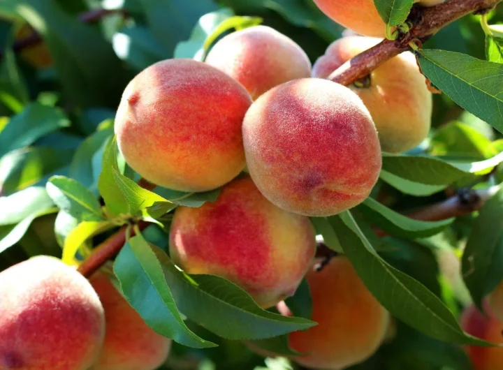 Sorte i Uzgoj Breskvi