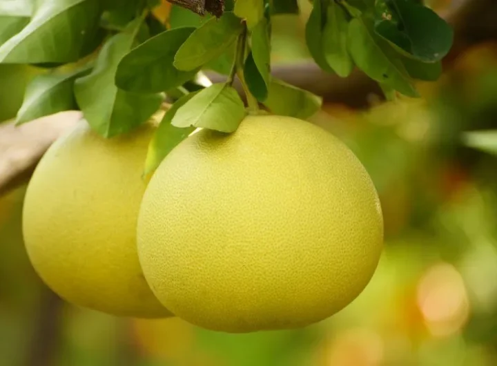 Pomelo: Sorte i Uzgoj