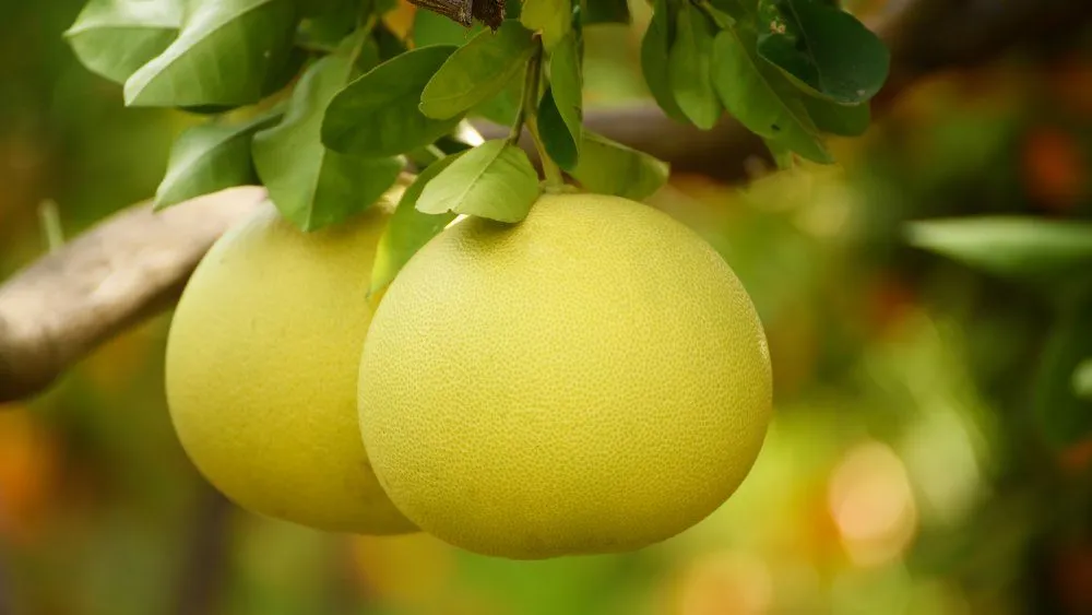 Pomelo: Sorte i Uzgoj