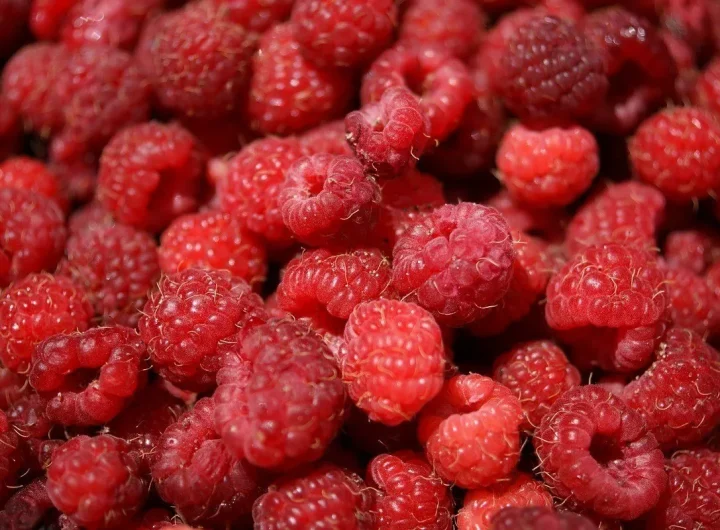 Maline, Sorte i Uzgoj