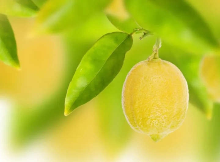 Uzgoj Limuna u Teglama: Kompletan Vodič za Bogat Urod kod Kuće