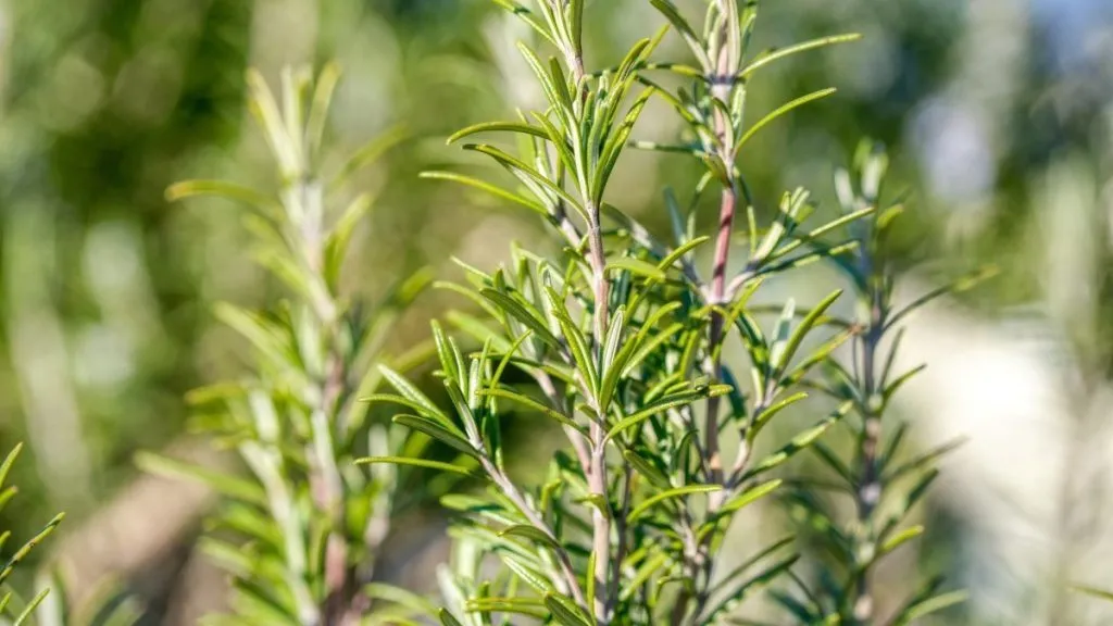 Rijetke i Zaboravljene Začinske Biljke Koje Vrijedi Upoznati