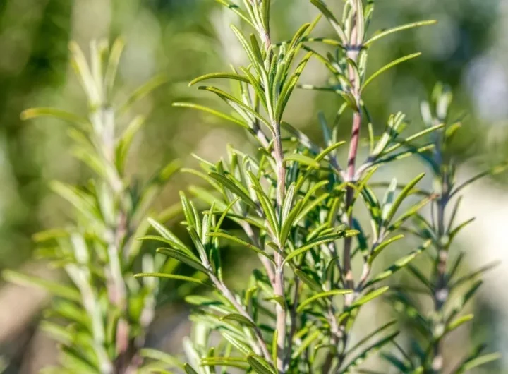 Rijetke i Zaboravljene Začinske Biljke Koje Vrijedi Upoznati