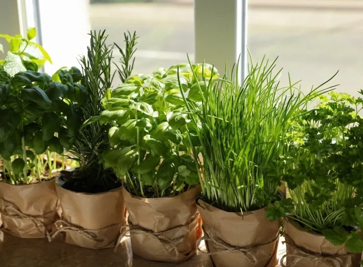 Ljekovitost Začinskog Bilja