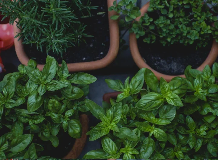 Uzgoj Ljekovitog Bilja U Lončanicama