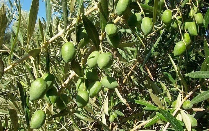 Uzgoj Picual Masline u Hrvatskoj – Kompletan Vodič za Maslinare