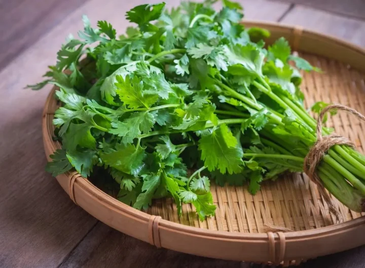 Kako Prepoznati i Pravilno Koristiti Cilantro, Peršin, Celer i Selen? Detaljan Vodič za Začinsko Bilje u Kuhinji i Vrtu