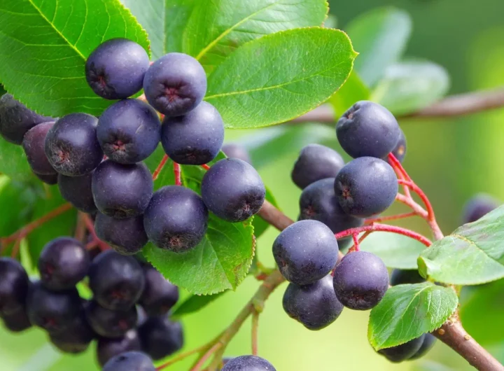 Aronija, Sorte i Organski Uzgoj