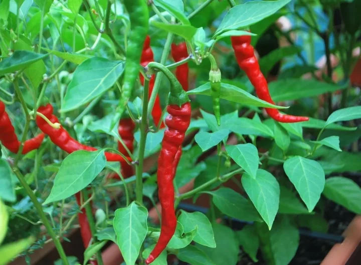 Cayenne Papričice: Sve o Kajenskim Paprikama i Njihovoj Ljutini