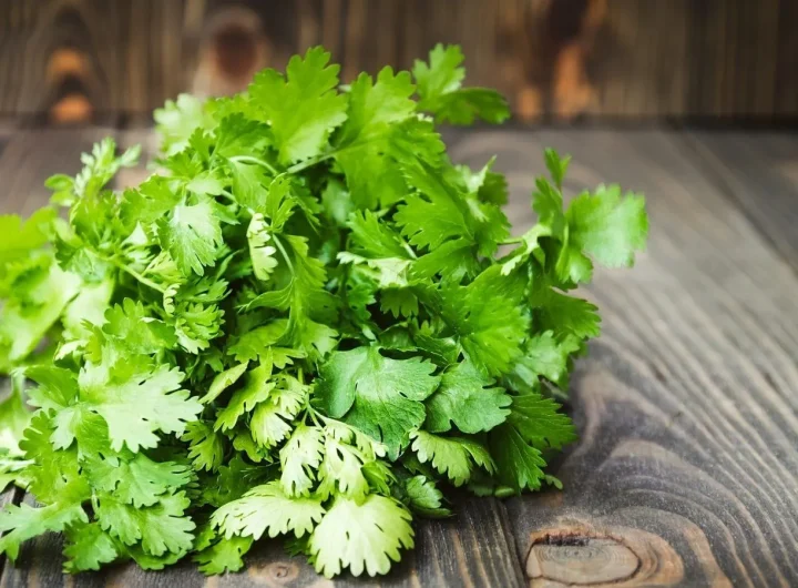 Cilantro, Peršin, Celer i Selen – u Čemu je Razlika? Edukativni Vodič za Prepoznavanje, Upotrebu i Kulinarske Trikove