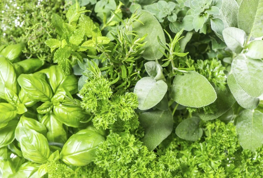 Začinsko Bilje Kroz Stoljeća – od Ljekovitih Napitaka do Modernih Jela