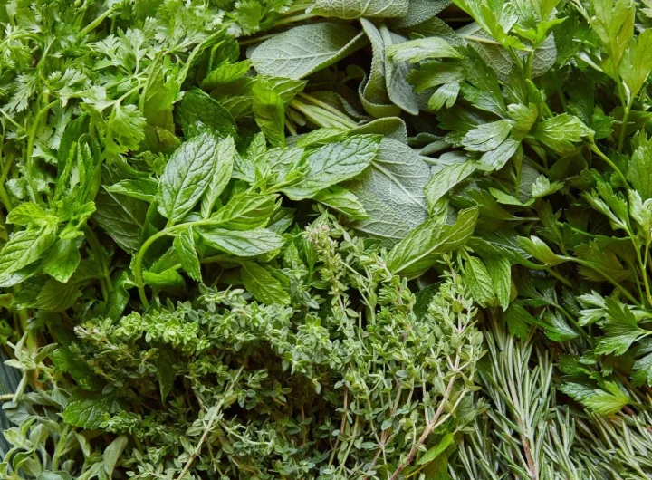 Začinsko Bilje i Njegov Utjecaj na Probavu i Metabolizam