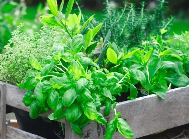 Najbolje Kombinacije Začinskog Bilja