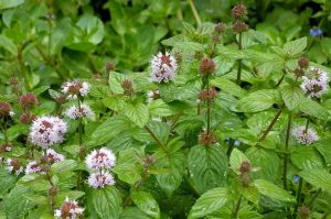Metvica (Mentha): Sveobuhvatan Vodič Kroz Vrste, Sorte i Uzgoj