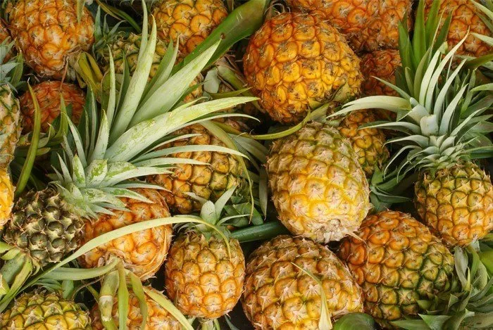 Ananas, Sorte i Uzgoj