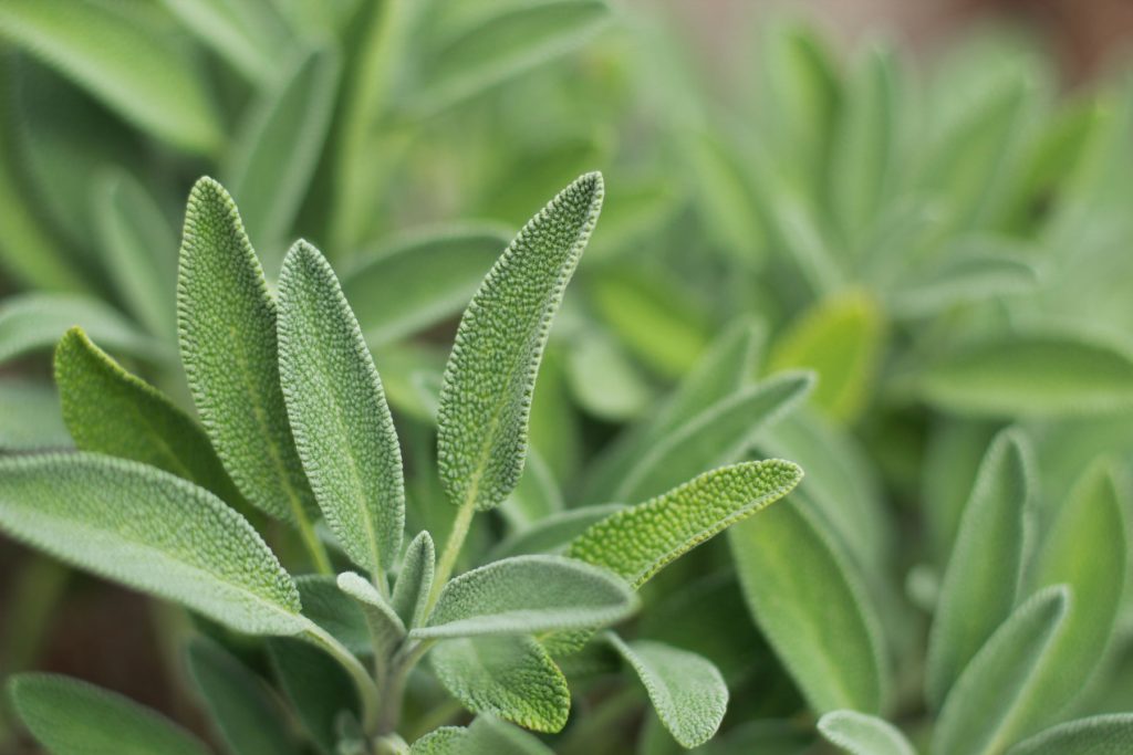 Kadulja (Salvia officinalis): Povijest, Sorte, Kulinarska Primjena i Ljekovita Svojstva