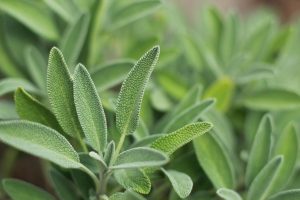 Kadulja (Salvia officinalis): Povijest, Sorte, Kulinarska Primjena i Ljekovita Svojstva