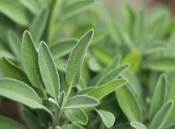 Kadulja (Salvia officinalis): Povijest, Sorte, Kulinarska Primjena i Ljekovita Svojstva