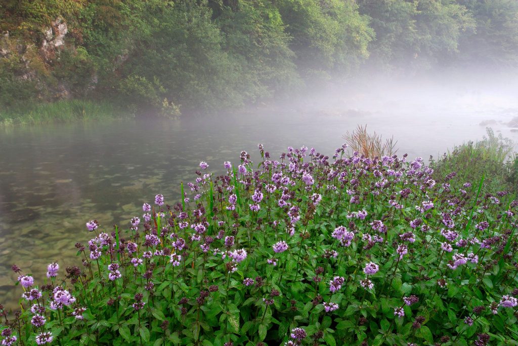 Mentha Aquatica – Vodena Metvica: Sorte, Uzgoj i Važnost u Hibridizaciji