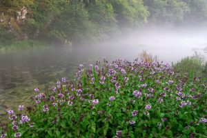 Mentha Aquatica – Vodena Metvica: Sorte, Uzgoj i Važnost u Hibridizaciji