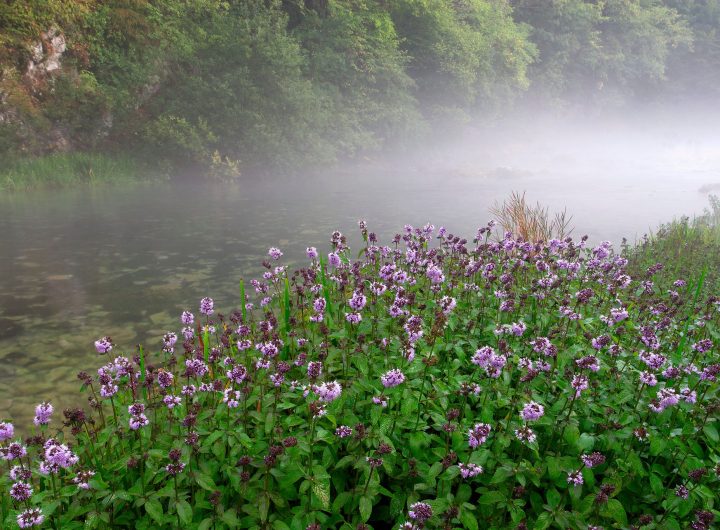 Mentha Aquatica – Vodena Metvica: Sorte, Uzgoj i Važnost u Hibridizaciji